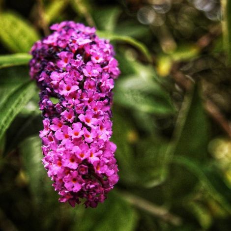 Arbre aux papillons Buzz™ Magenta, Buddleia/Pot de 3L - 20/40 cm