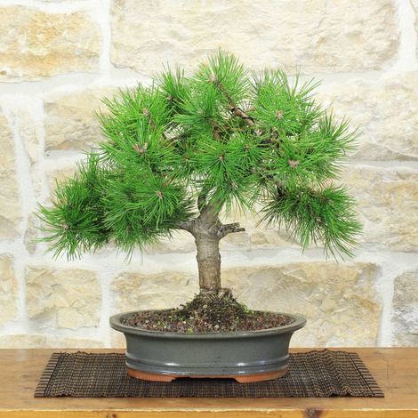 Bonsai di Pino rosso, alto 42 cm, esemplare unico (1/5)