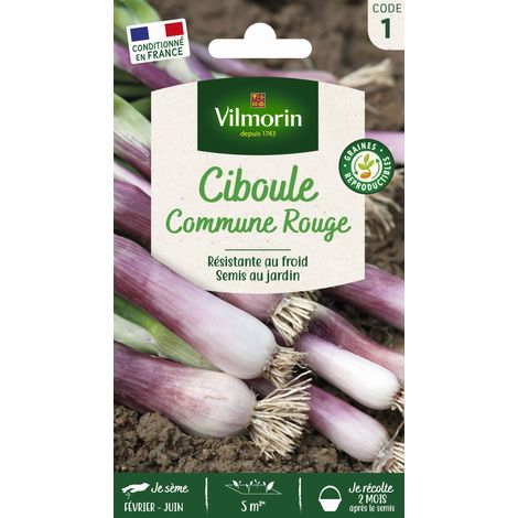 Ciboule Commune Rouge Vilmorin