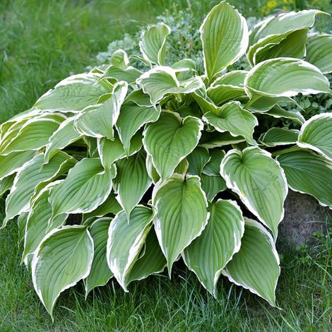 4 x Hosta 'Francee' - godet 9x9 cm (1/4)