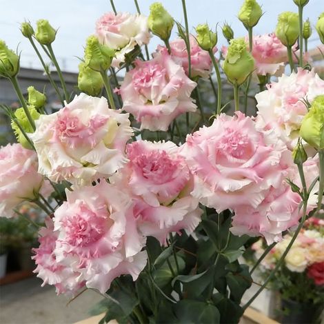 1000 Graines de Lisianthus Rose Ondulé – Variété à Fleurs Doubles Frisées, Effet Volanté Unique pour Jardin, Terrasse et Composition Florale (1/5)