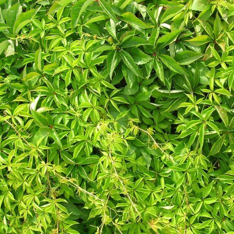 Vigne Vierge quinquefolia Engelmannii/Pot de 3L - Echelle bambou 60/120 cm