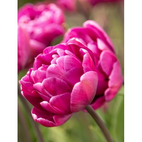 Tulipe double hâtive 'Royal Acres' Bulbe calibre 11+ (par 10) (1/2)