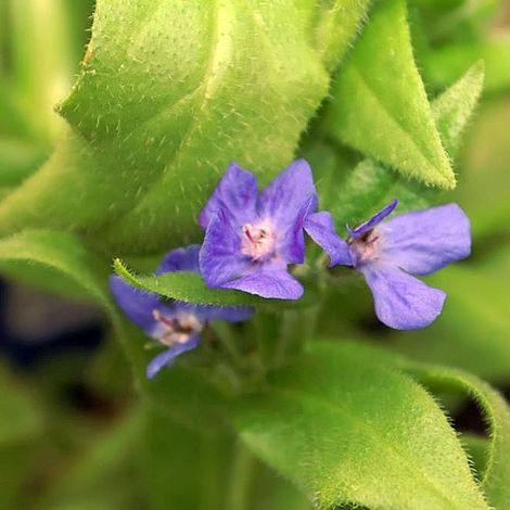 4 x Buglosse d'Italie 'Loddon Royalist' - godet 9x9 cm