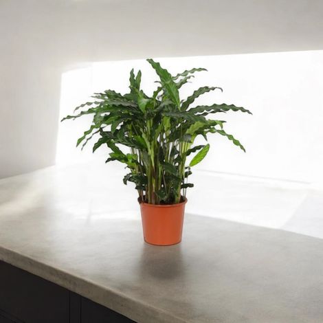 Gardenaria Calathea rufibarba 'Blue grass' - Pianta da interno ornamentale - Altezza: 65 cm (vaso 17) (1/2)