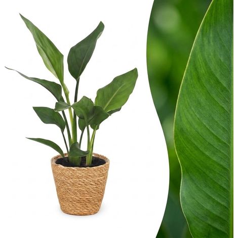 Plante d'intérieur Oiseau de Paradis Strelitzia Panier Jonc de Mer Pot 12 cm Hauteur 35 cm (1/5)
