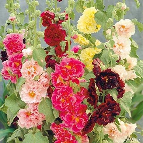 Rose trémière 'Mélange' Assortiment de graines de fleurs vivaces Assortiment de roses trémières trémières (10pcs) (1/5)