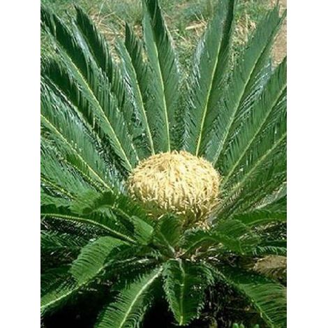 Faux palmier du Japon Pot de 2L/3L
