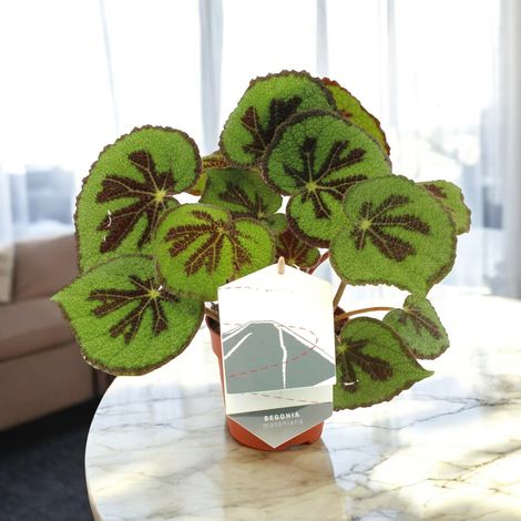 Gardenaria Begonia masoniana - Pianta da interno ornamentale - Altezza: 30 cm (vaso 12) (1/5)