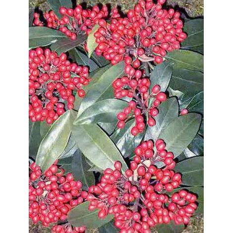 Skimmia reevesiana Pot de 1L/1,5L (1/3)