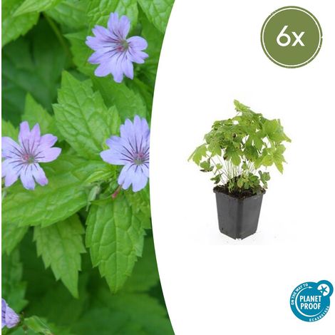 Lot de 6 Géraniums Vivaces Nodosum Couvre-sol Ombre Fleurs Violettes Pot Ø9cm 10-25cm - PANGIVO (1/5)