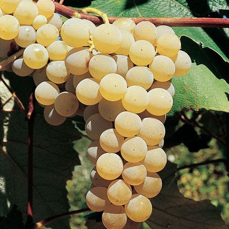 Uva Fragola Bianca (Pianta di 3 anni) (1/2)