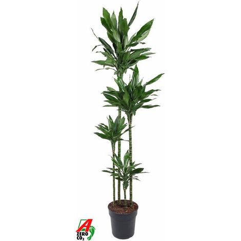Dracaena Janet Lind XXL - Plante Verte d'Intérieur Naturelle - Grande Taille - Hauteur 180 cm - PANGIVO