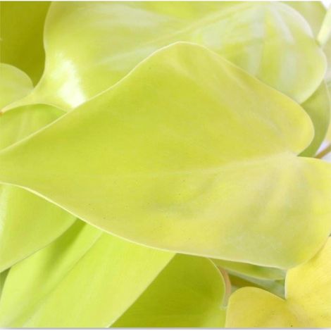 Gardenaria Philodendron scandens 'Lemon lime' - Pianta da interno ornamentale - Altezza: 30 cm (vaso 23) (1/5)