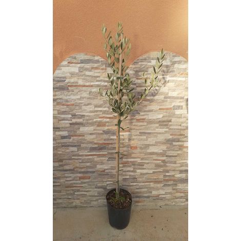 N. 10 PIANTE DI ULIVO " LECCIO DEL CORNO "  VASO 20 CM (foto reali)