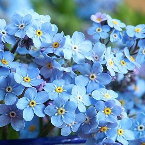 Lot de 500 graines de fleurs vivaces myosotis pour jardin extérieur, décoration de cour (1/5)