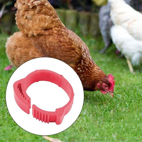 Lot de 100 anneaux pour pattes de volaille, anneaux d'identification (1/4)