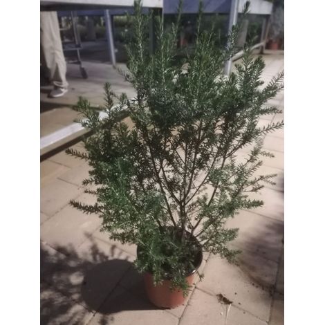 Ozothamnus Rosmarinifolia v17