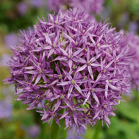 Bloomique - Mélange de 15 - Allium Purple Sensation - Look - Oignon ornemental - Violet - Bulbes à fleurs - Floraison printanière - Plantes vivaces - Pousse jusqu'à 70-90 cm (1/5)