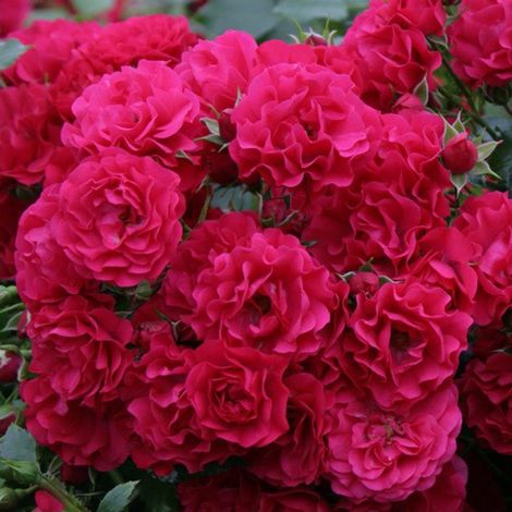 2 x Rosa  - Kordes Rigo-rosier - Rosa 'Gärtnerfreude'®