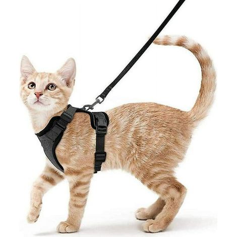 Harnais Petit Chien Laisse Réglable Chat Noir Réfléchissant Gilet Respirant Lapin, Européen, Maine Coon, Persan (1/4)