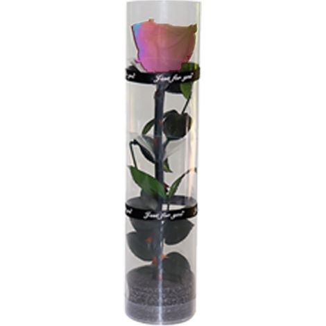 Rose Préserver - Rose Réelle Conservée - Longueur 27 cm - Diamètre Fleur 4,5 cm - Pour Décoration Intérieure ou Cadeau - 1 Pièce (1/5)