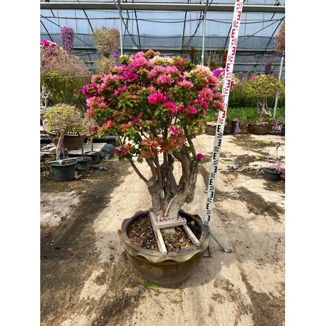 Bougainvillier Bougainvillea Mini Thai Bonsaï Pot 60 cm Arbuste d'Extérieur (1/5)