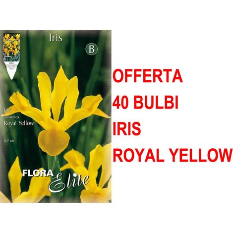 OFFERTA 40 BULBI IRIS HOLLANDICA ROYAL YELLOW GIALLI BULBS BULBES
