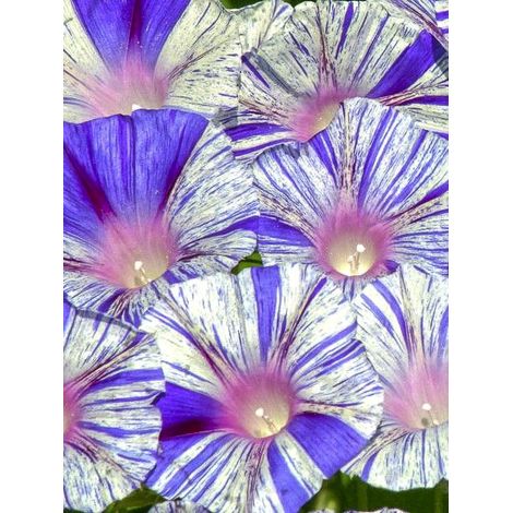 Volubilis 'Venice blue' Graines (1/2)