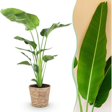 Strelitzia Nicolai Plante d'Intérieur Oiseau de Paradis avec Panier Pot 21cm Hauteur 110-120cm - PANGIVO (1/5)
