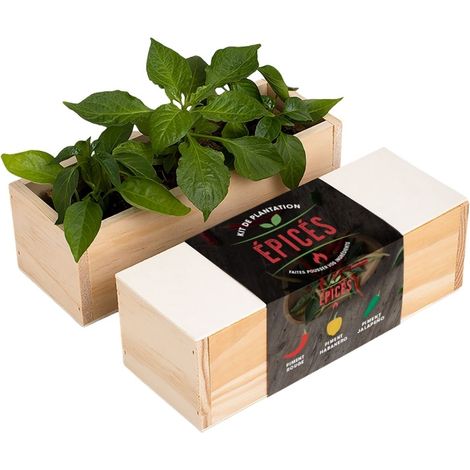 Kit d'Auto-culture Épices - Piment, habanero et jalapeño (1/3)