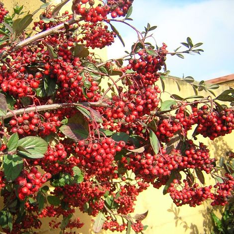 Cotoneaster lacteus - cotognastro latteo - alveolo forestale (1/2)