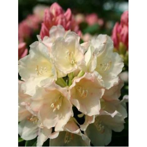 Rhododendron yakushimanum 'Golden Torch' Pot de 3L/4L (1/3)