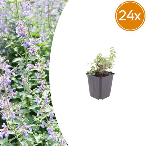 Lot de 24 Nepeta faassenii Herbe à Chat Vivace Floraison Bleu Lavande Pot Ø 9 cm 10-25 cm - PANGIVO (1/5)