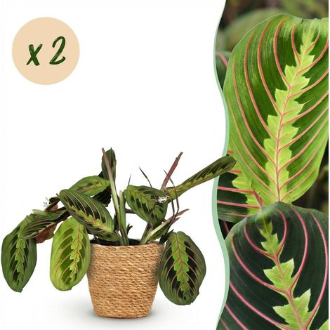 Lot de 2 Maranta Fascinator Tricolour Plantes de Prière avec Paniers Pot Ø12cm H25cm Vert - PANGIVO (1/5)