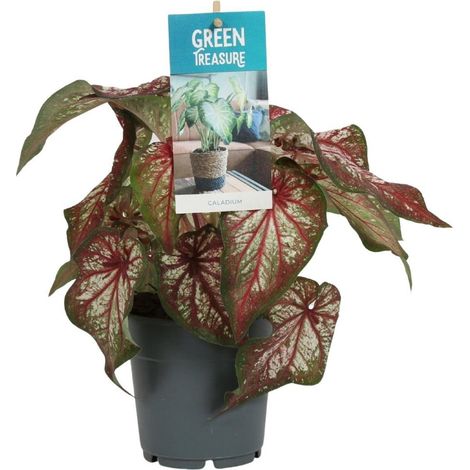 Caladium Bicolor Plante Tropicale Feuillage Décoratif Couleur Pot 12 cm H 25 cm - PANGIVO (1/5)