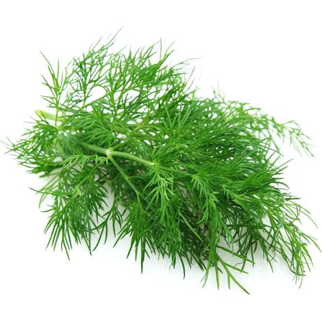 Graines d’aneth BIO - 1 000 graines d’aneth (Anethum graveolens) - Graines aromatiques BIO pour jardin, pot, balcon et potager - Aneth frais à cultiver soi-même (1/5)
