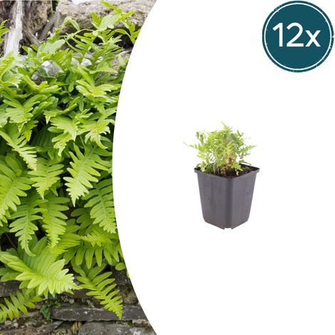 Lot de 12 Fougères Polypodium vulgare - Plantes Persistantes pour Jardin Ombragé - ↕10-25 cm Ø 9 cm - PANGIVO (1/5)