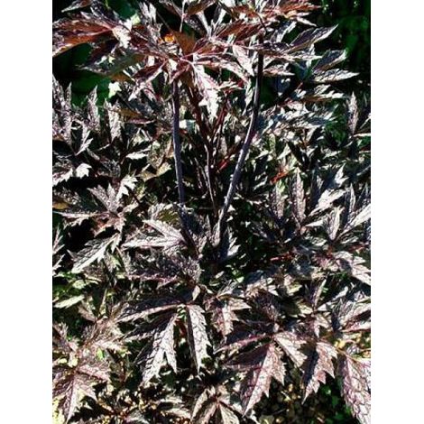 Bugbane 'Brunette' Godet de 8/9 cm (1/5)