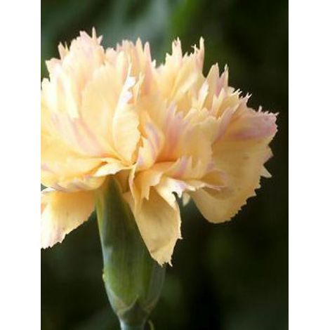 Œillet mignardise 'Devon Cream' Godet de 8/9 cm (1/3)