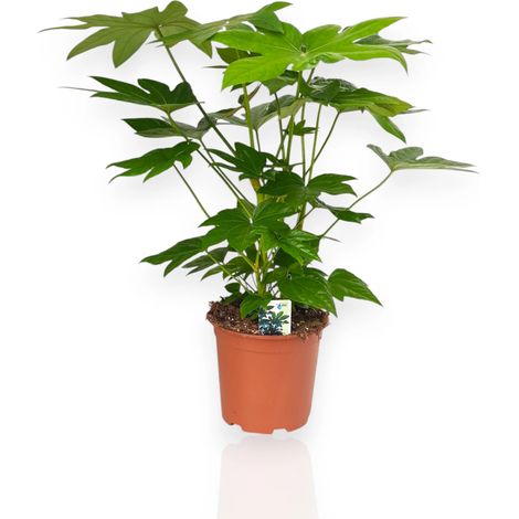 Gardenaria Fatsia japonica (Aralia) - Pianta da interno ornamentale - Altezza: 60 cm (vaso 17) (1/5)
