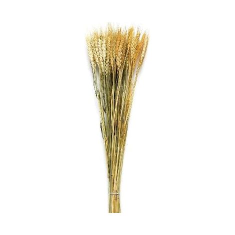 ANDREA HOUSE AX70124 Ramo Flor Seca Nat.Trigo 70 Gr. - ref: AX70124