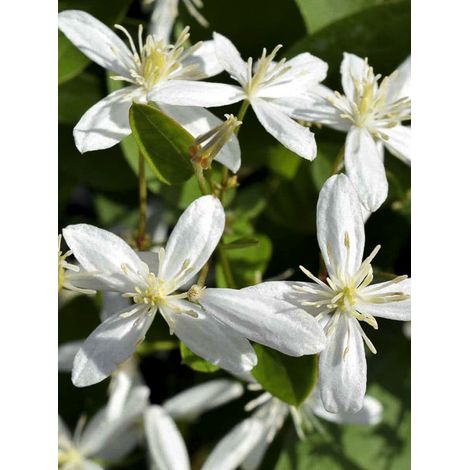 Clématite odorante 'Terniflora' Pot de 2L/3L