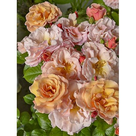 Rosier à fleurs groupées 'Martin des Senteurs ' Pot de 4L/5L
