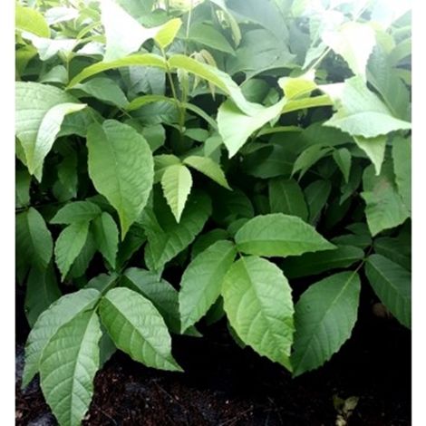 Planta de Juglans Regia. Nogal