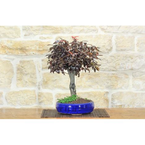 Bonsai di Prunus Pissardii (28) (1/5)