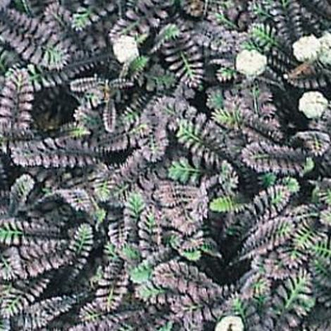 4 x Cotule à bractées 'Platt's Black' - godet 9x9 cm (1/4)