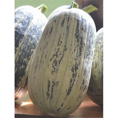 Citrouille 'de Touraine' le sachet de 15 graines (6g) (1/2)
