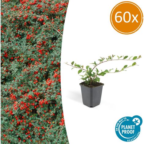 Lot de 60 Cotoneaster dammeri 'Major' Couvre-sol Résistant Fleurs Blanches H25 cm Pot Ø9 cm - PANGIVO (1/5)