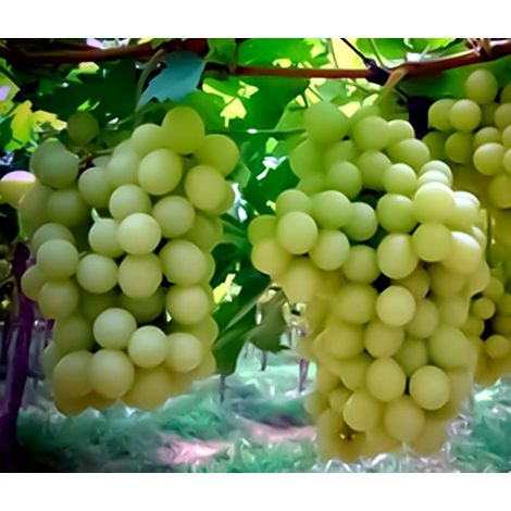 Planta Parra Uva de Mesa Blanca Sin Pepitas Sugraone